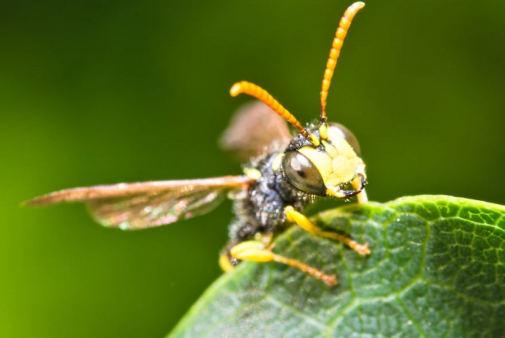 Macro Pics, Wasp 