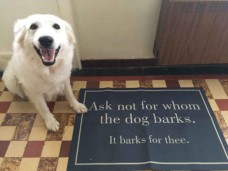 15 Hilariously Creative Doormats happy dog