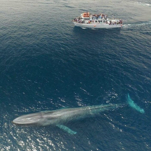 20 Unusually Large Animals Blue Whale