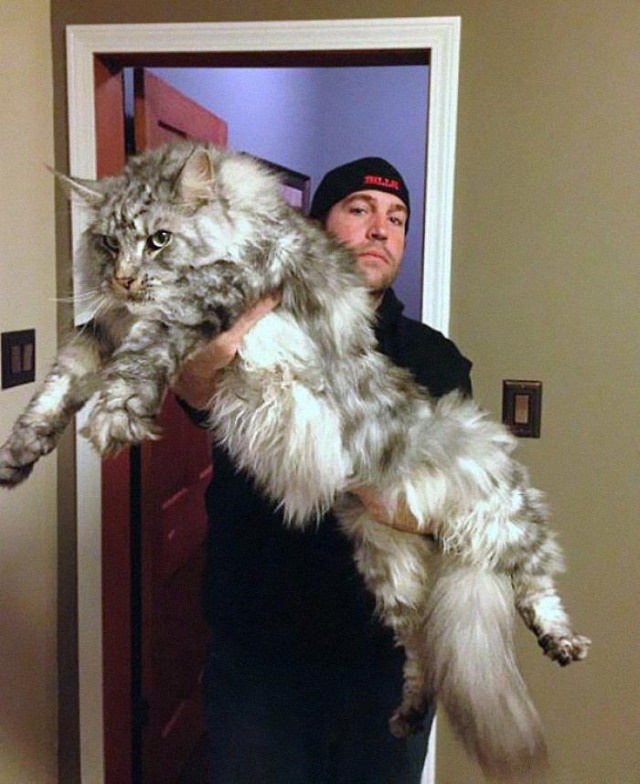 20 Unusually Large Animals Maine Coon