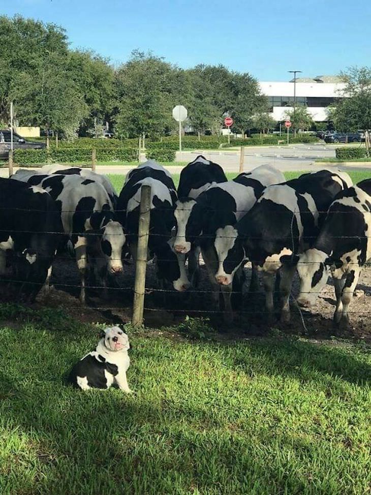 15 Perfectly Timed Photos Of the Funniest Pets dog and cows