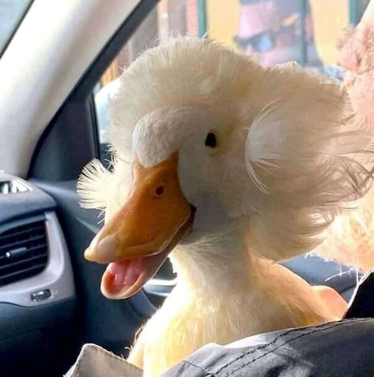 15 Perfectly Timed Photos Of the Funniest Pets duck