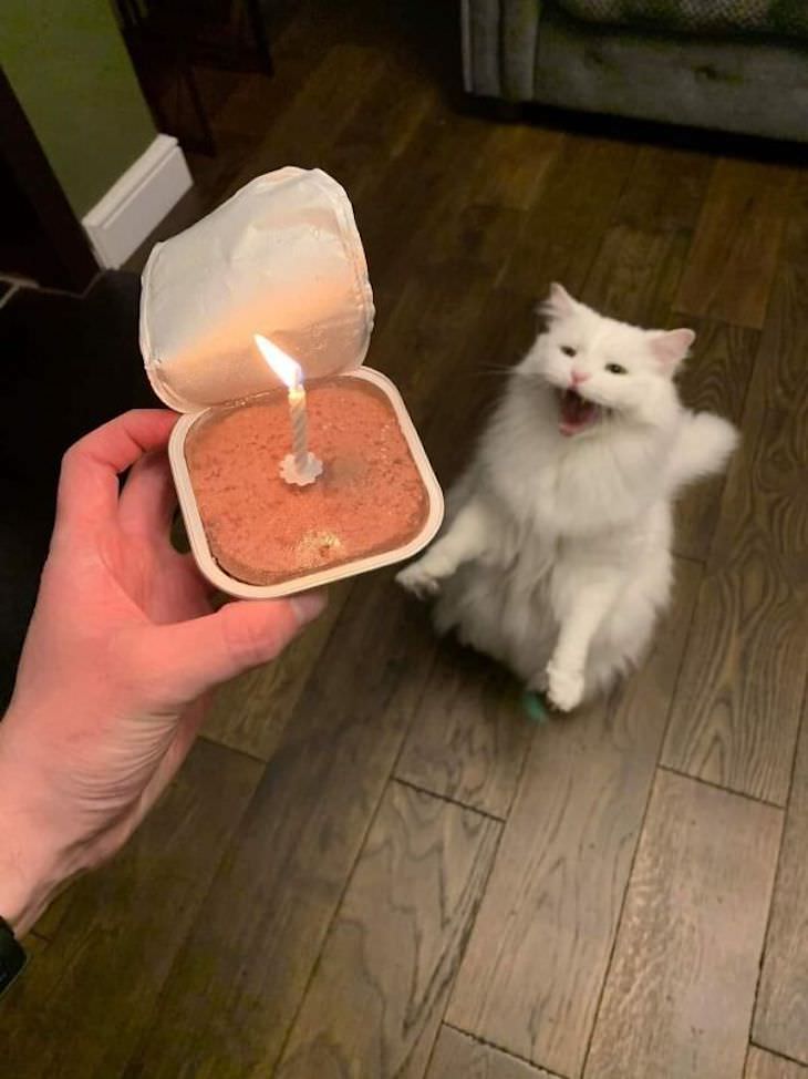 15 Perfectly Timed Photos Of the Funniest Pets birthday cat