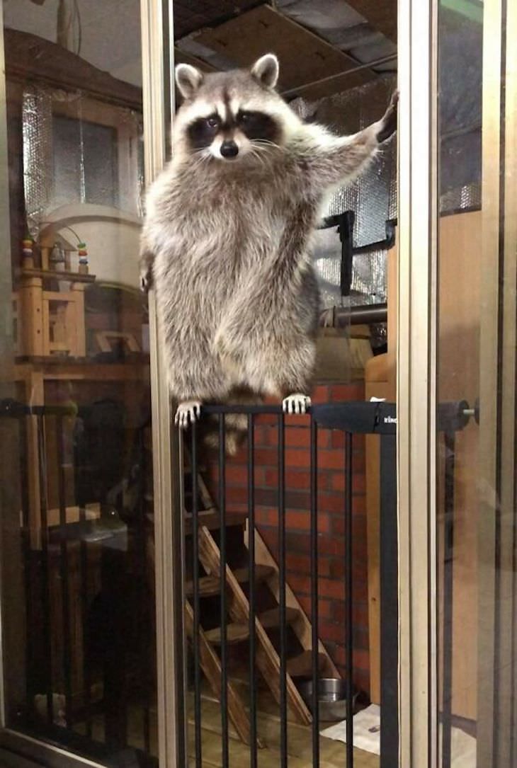 15 Perfectly Timed Photos Of the Funniest Pets raccoon