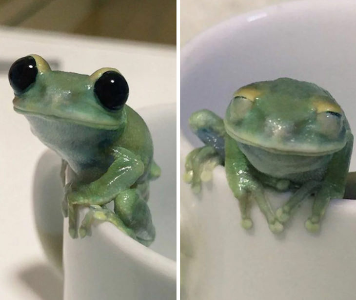 15 Perfectly Timed Photos Of the Funniest Pets frog