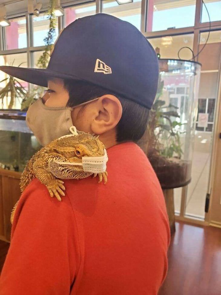 15 Perfectly Timed Photos Of the Funniest Pets iguana