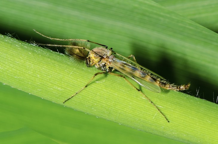 11 Curious and Unexpected Facts About Iceland midge