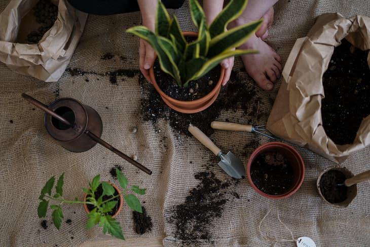 Coffee Filters in Potted Plants repotting