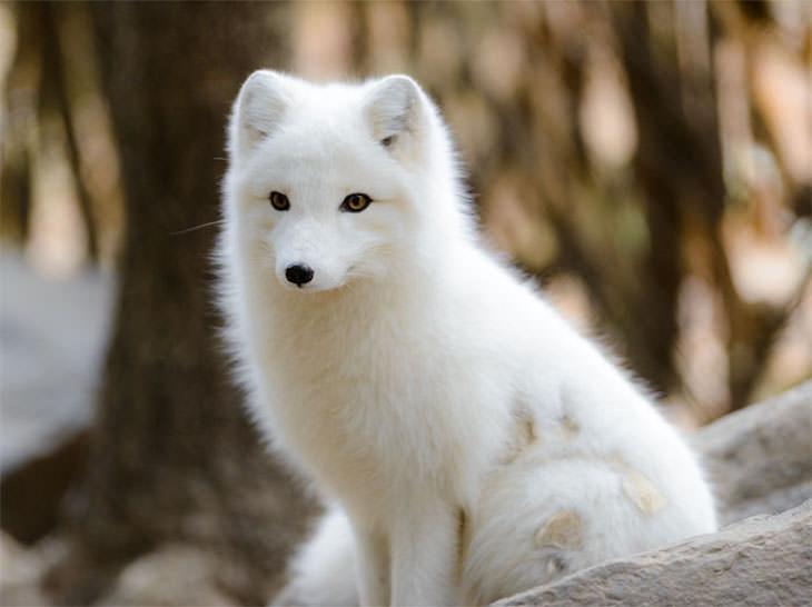 11 Curious and Unexpected Facts About Iceland arctic fox