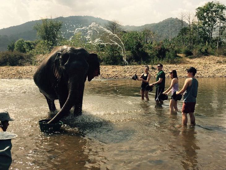 Confusing photos elephant splash