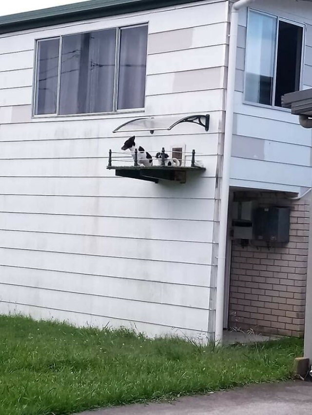 Animal Photos doggies with their own little balcony