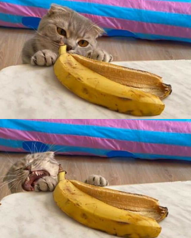 Animal Photos cat and banana