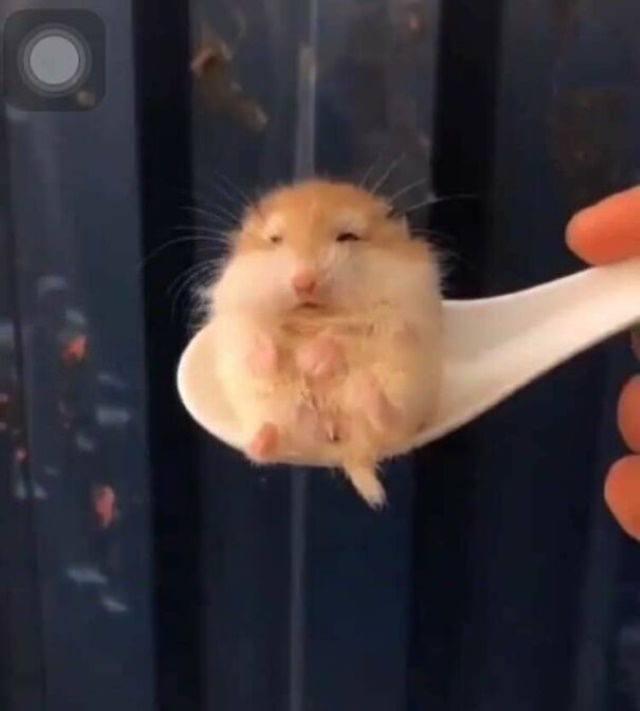 Animal Photos existential hamster