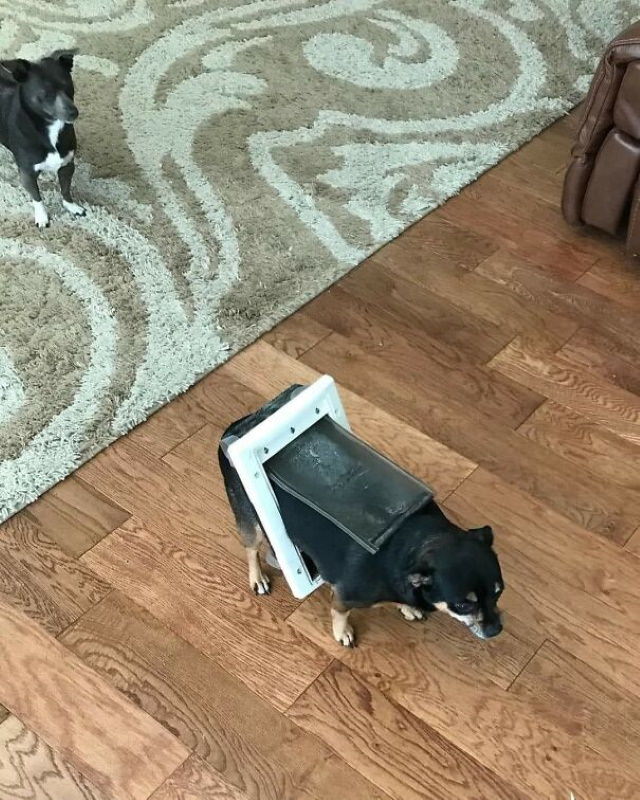 Animal Photos chubby dog stuck in doggie door