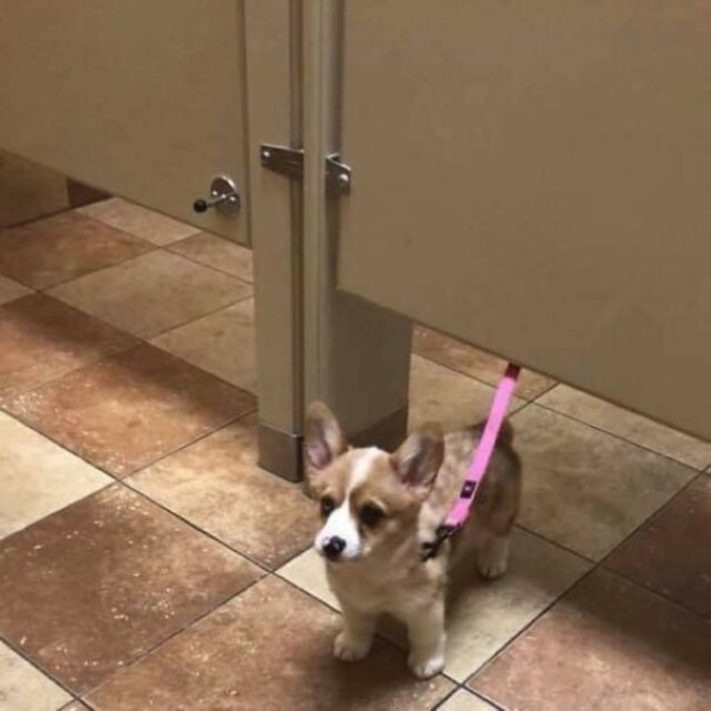 Animal Photos corgi in a  WC stall