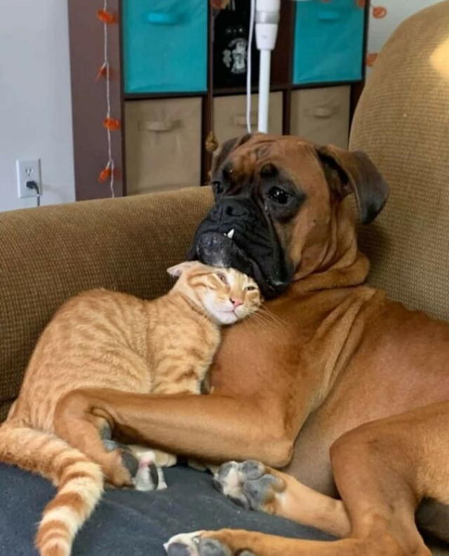 Animal Photos cat and dog cuddles