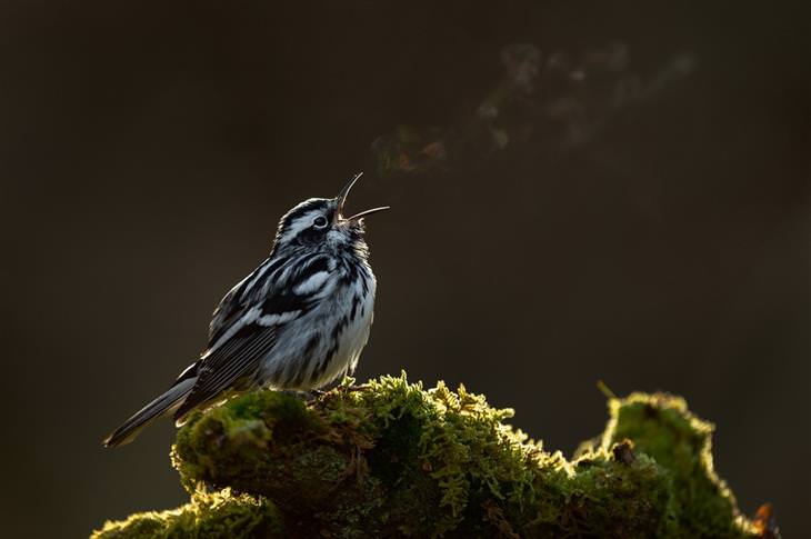 BPOTY 2021 Finalists “Black-and-white warbler” by Raymond Hennessy