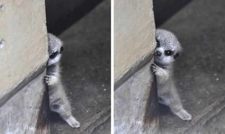 Adorable - 17 Shy Animals suricate