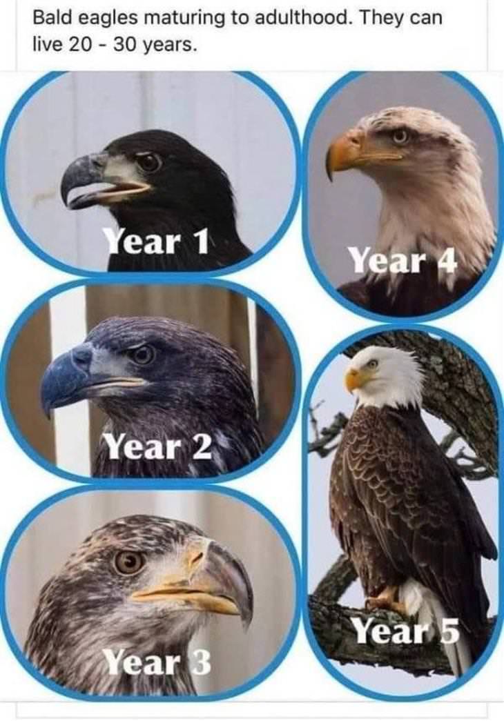 Charts Vol 5 bald eagle