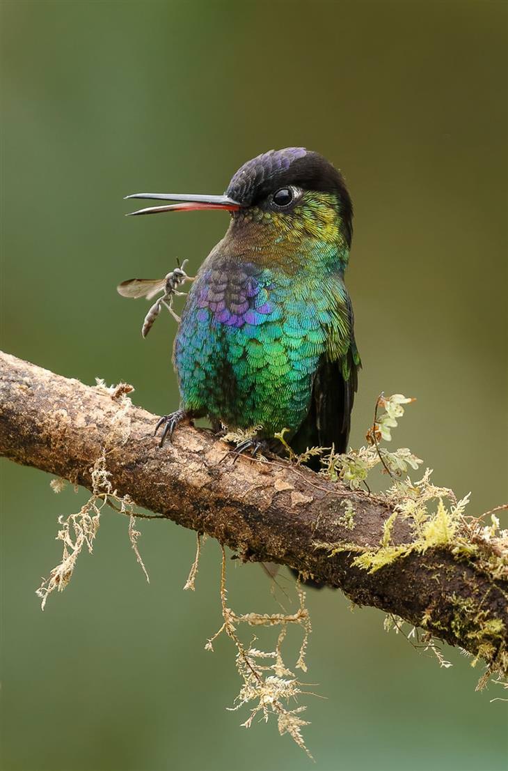 BPOTY 2021 Finalists “Fiery-throated Hummingbird” by Gail Bisson
