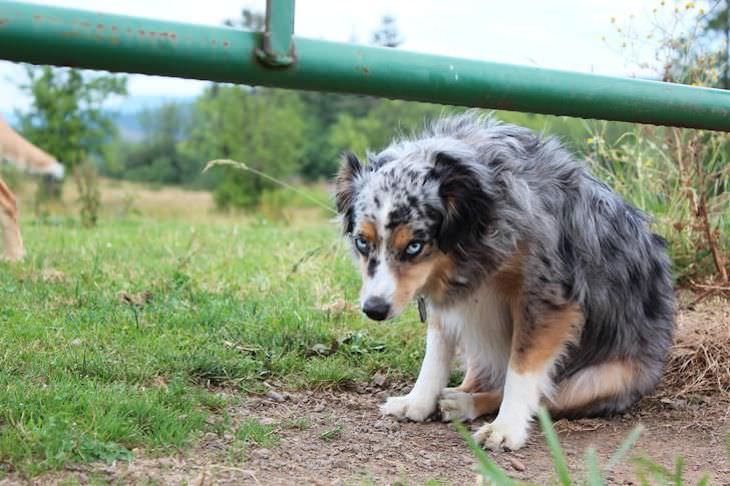 Adorable - 17 Shy Animals dog