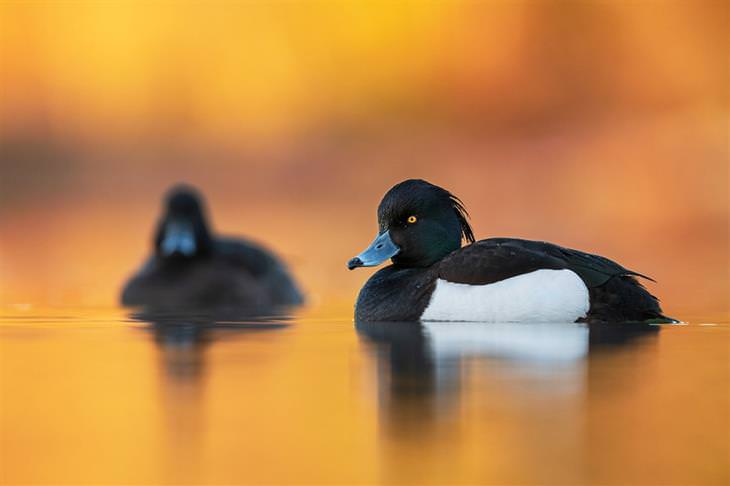 BPOTY 2021 Finalists “Tufted duck” by Brad James