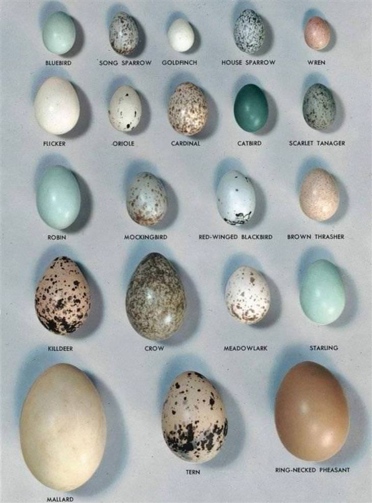 Charts Vol 5 eggs