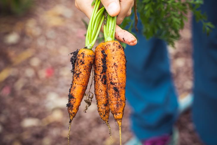 Fastest Growing Vegetables carrots