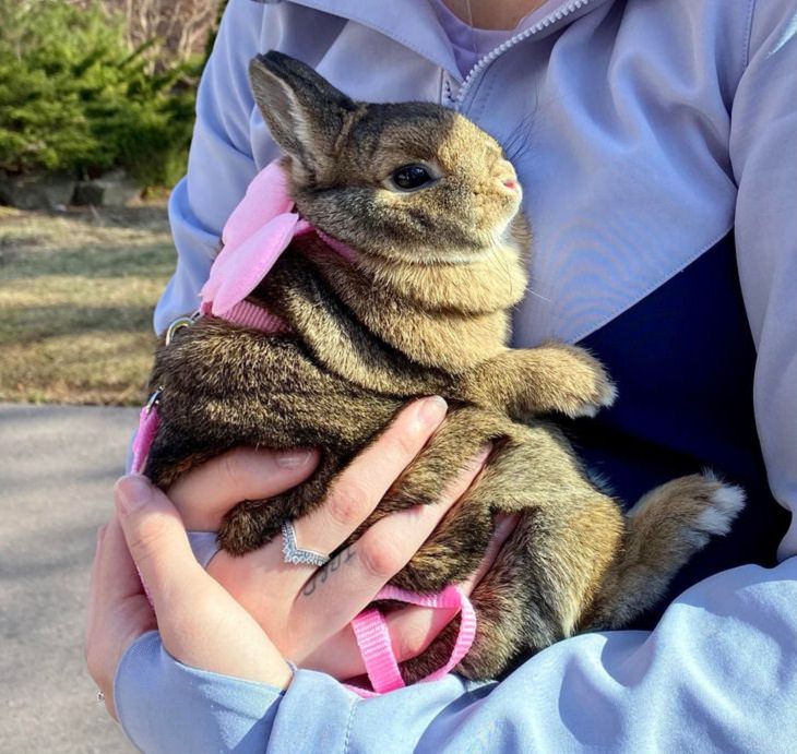 Cute & Cuddly Animals, rabbit 
