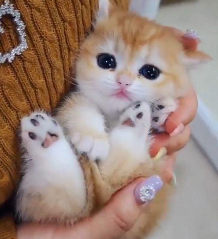 Cute & Cuddly Animals, kitten, cuddly