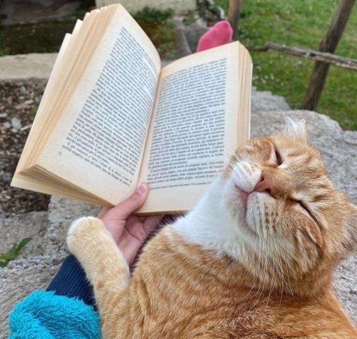 Cute & Cuddly Animals, reading, cat