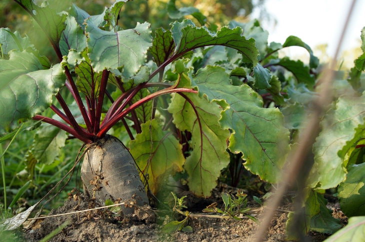Fastest Growing Vegetables Beets