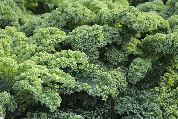 Fastest Growing Vegetables Kale