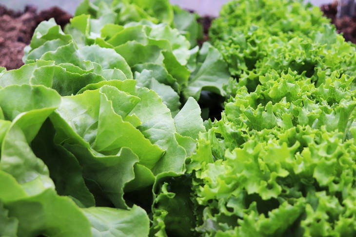 Fastest Growing Vegetables Lettuce