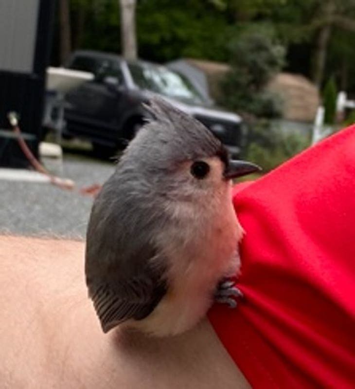 Cute & Cuddly Animals, baby tufted titmouse 