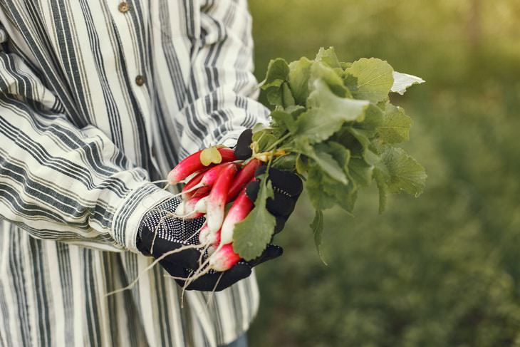 Fastest Growing Vegetables Radishes