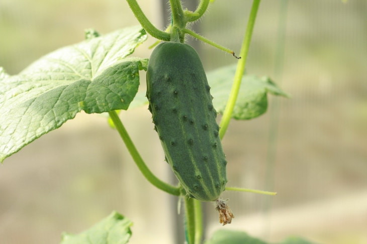 Fastest Growing Vegetables Cucumbers