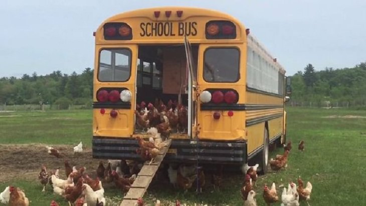 Chicken Coops, school bus