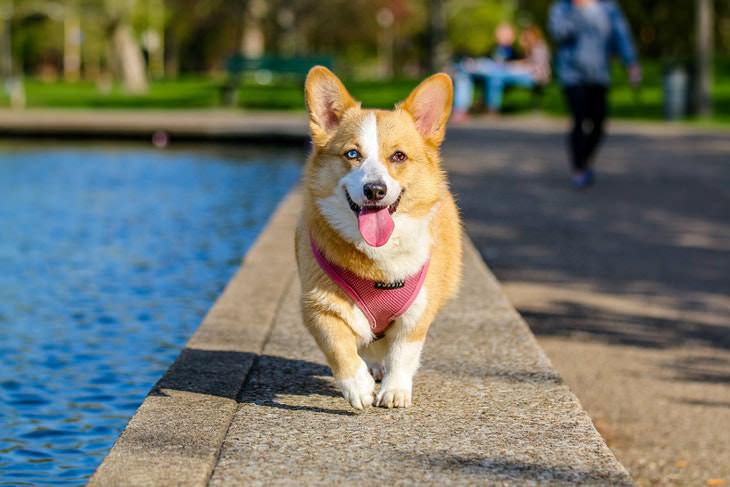 Bizarre Laws corgi walk