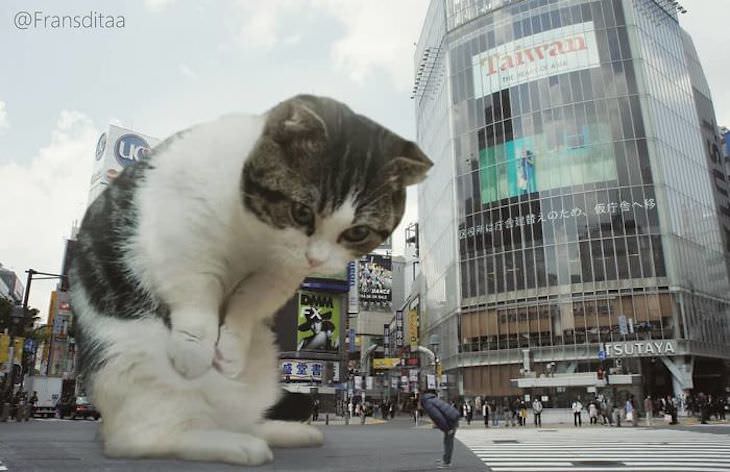 Artist Inserts Giant Cats in Images bowing