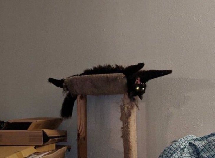 scary pets, black cat