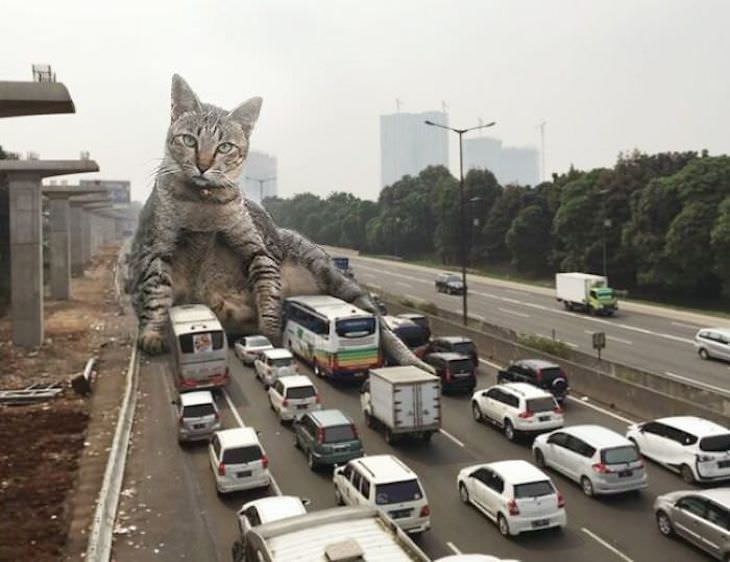 Hilarious - Artist Inserts Giant Cats in Images