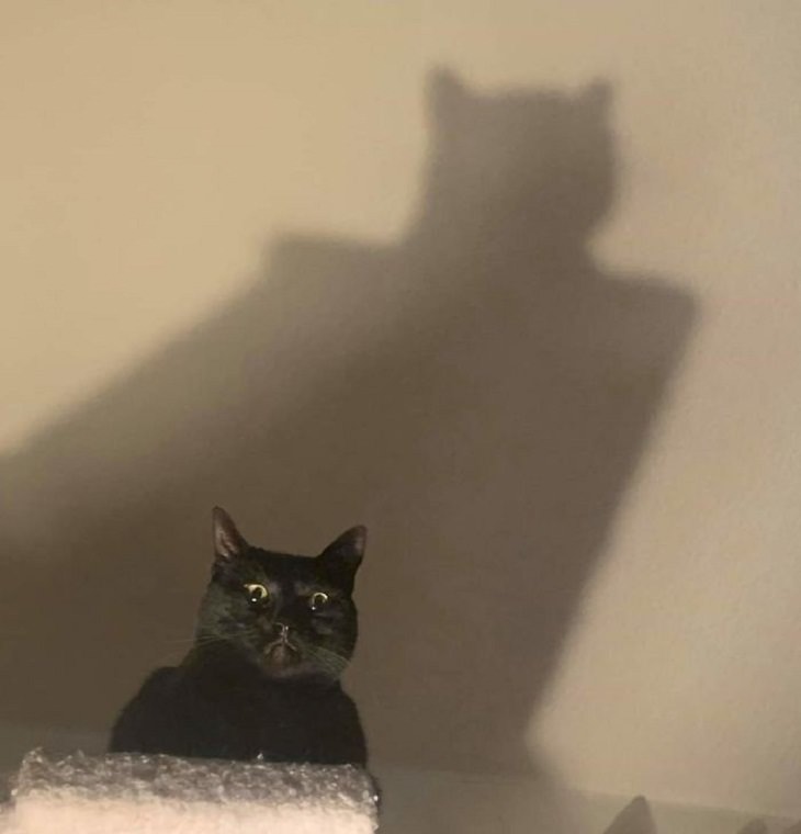 scary pets, cat, shadow