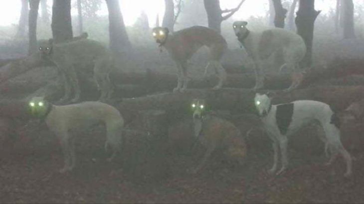 scary pets, forest dog