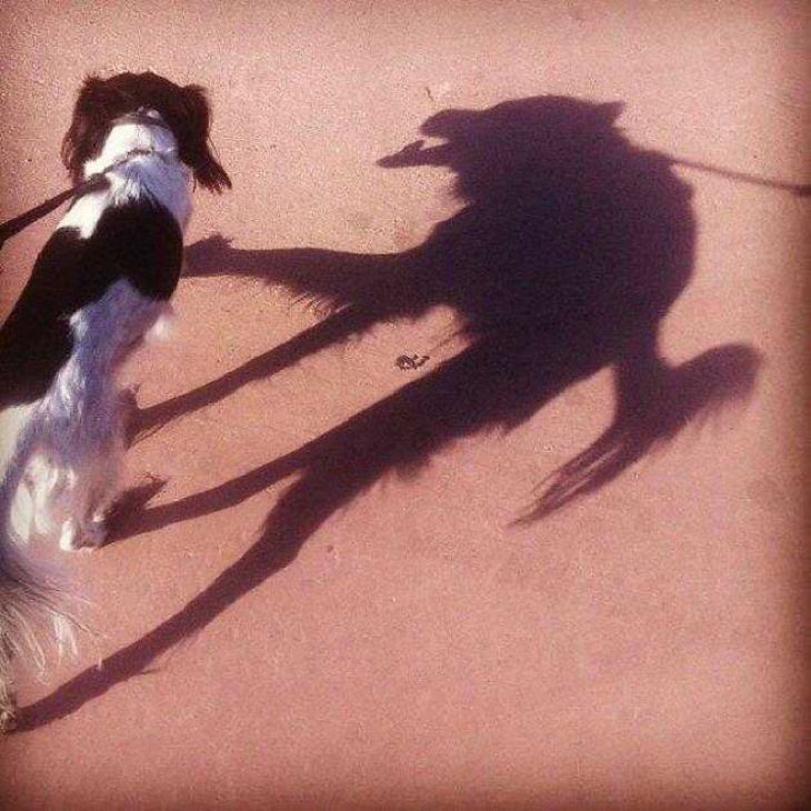 scary pets, shadow