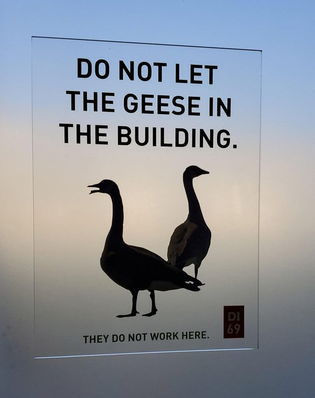 funny signs geese
