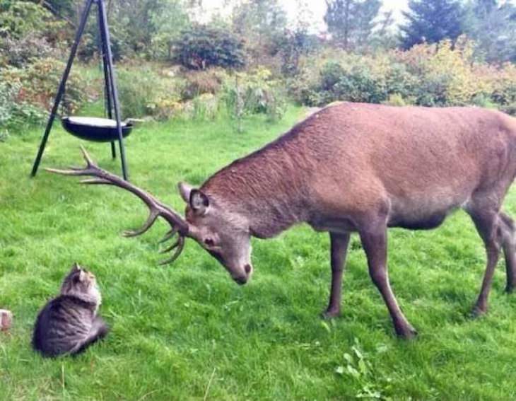 Funny Animals Pics, deer, cat