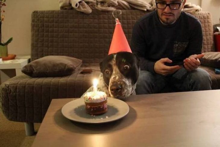 Funny Animals Pics, dog, birthday