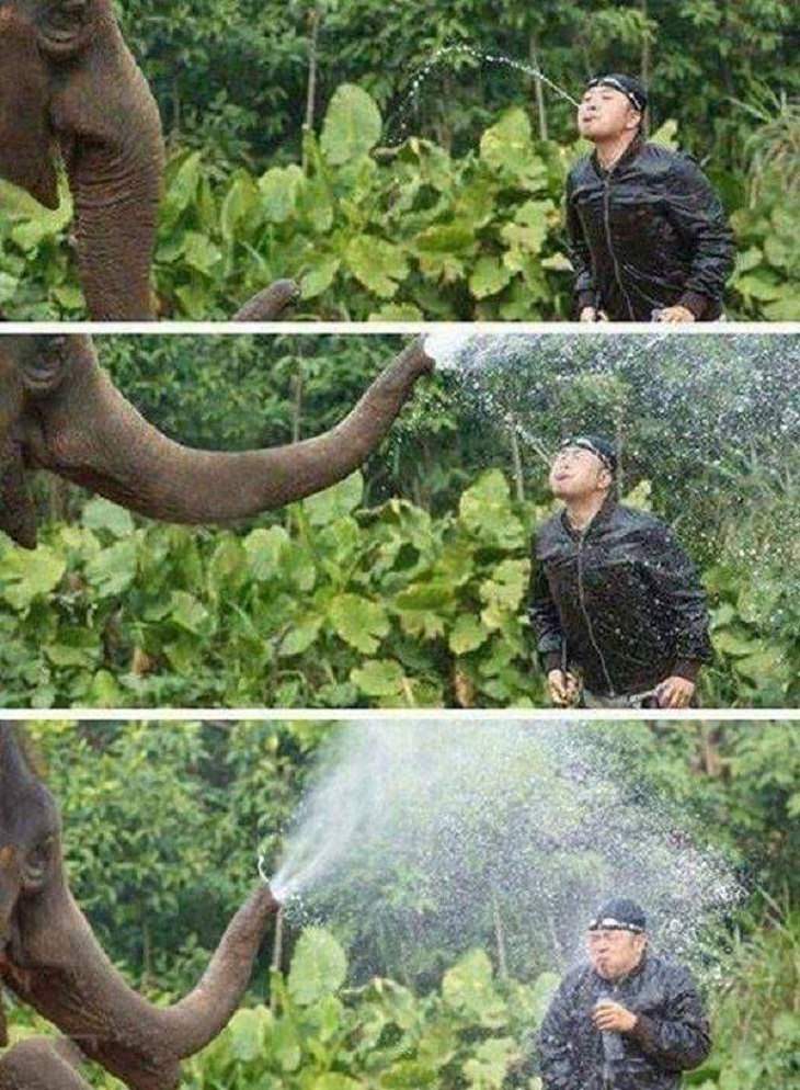 Funny Animals Pics, elephant