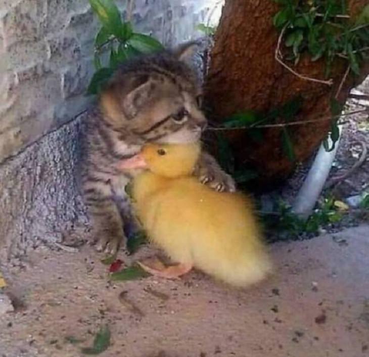 Funny Animals Pics, kitten and chick, friends
